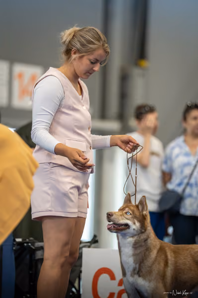 INTERCANIS Brno – Husky
