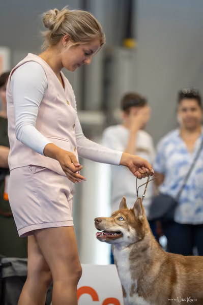 INTERCANIS Brno – Husky
