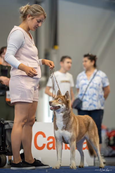 INTERCANIS Brno – Husky
