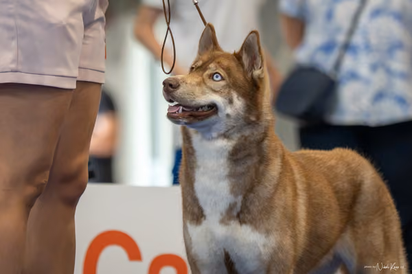 INTERCANIS Brno – Husky