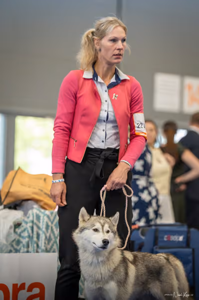 INTERCANIS Brno – Husky