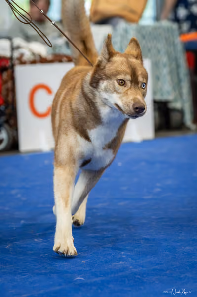 INTERCANIS Brno – Husky