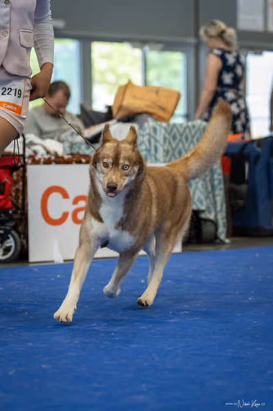 INTERCANIS Brno – Husky