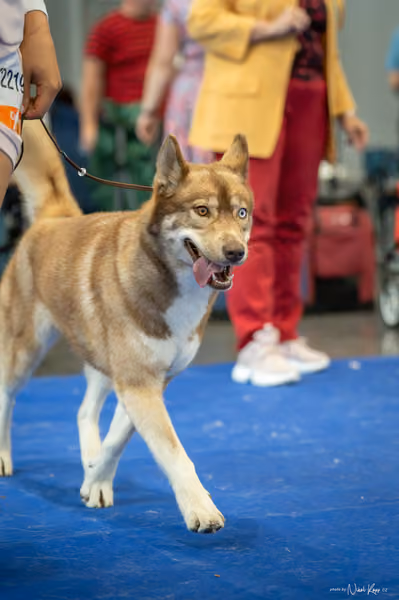 INTERCANIS Brno – Husky