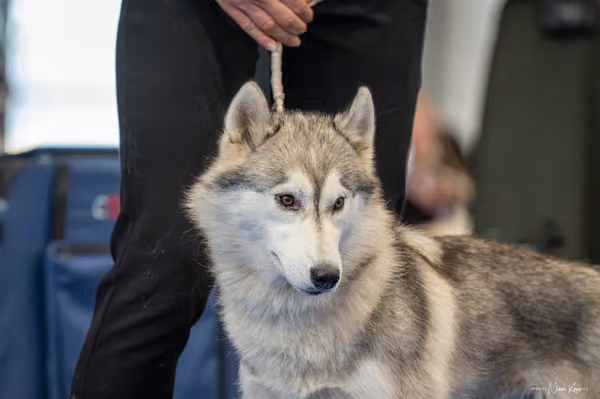 INTERCANIS Brno – Husky