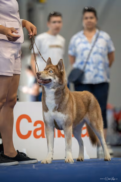 INTERCANIS Brno – Husky