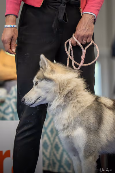 INTERCANIS Brno – Husky