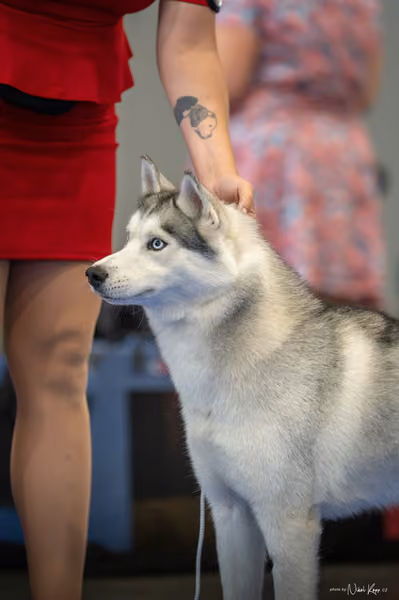INTERCANIS Brno – Husky