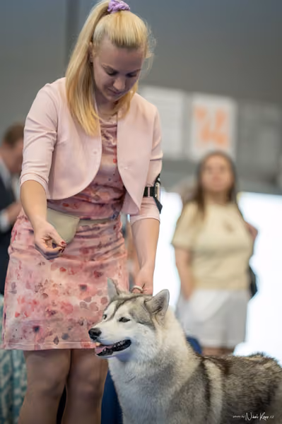 INTERCANIS Brno – Husky