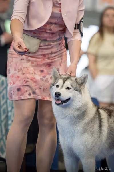 INTERCANIS Brno – Husky