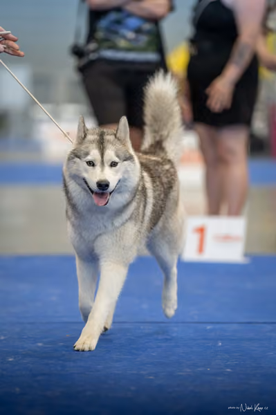 INTERCANIS Brno – Husky