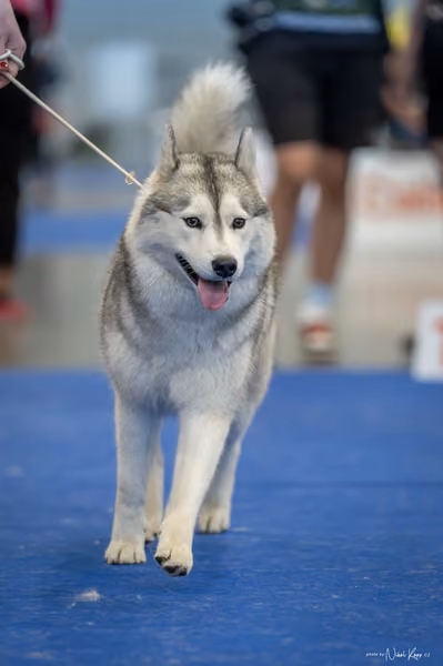 INTERCANIS Brno – Husky