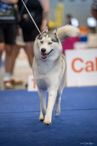 INTERCANIS Brno – Husky