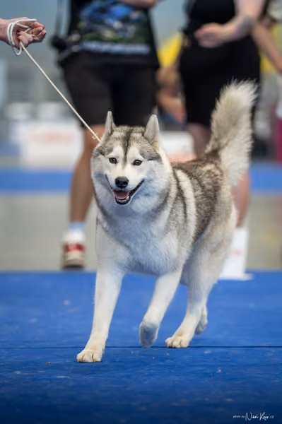 INTERCANIS Brno – Husky