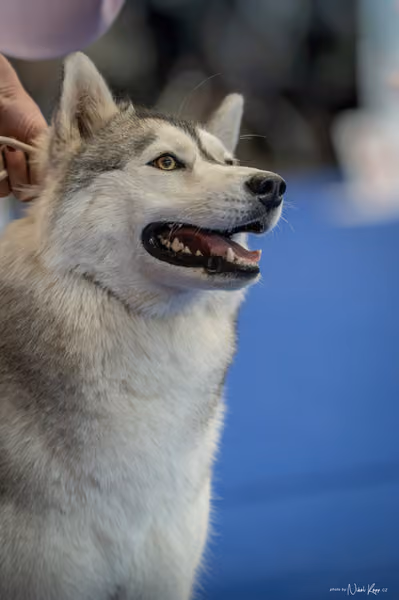INTERCANIS Brno – Husky
