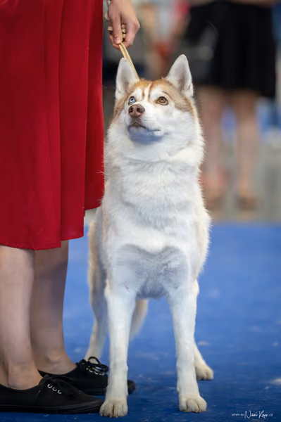 INTERCANIS Brno – Husky