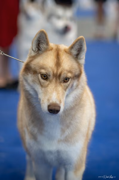 INTERCANIS Brno – Husky