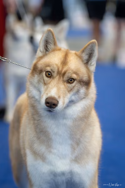 INTERCANIS Brno – Husky