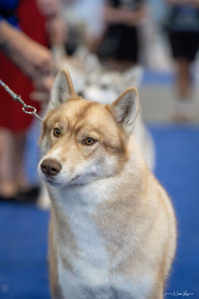 INTERCANIS Brno – Husky