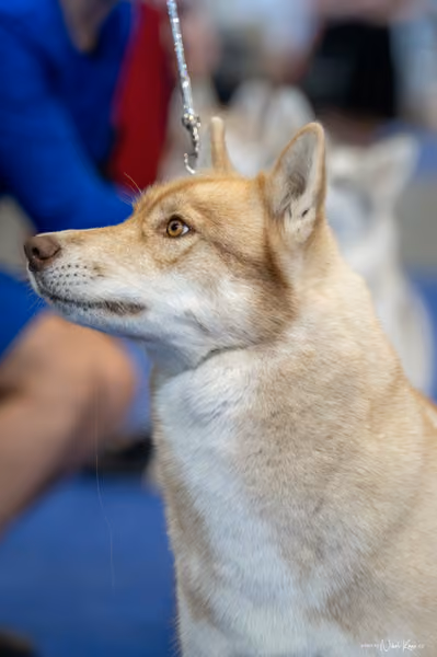 INTERCANIS Brno – Husky