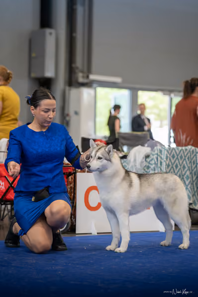 INTERCANIS Brno – Husky