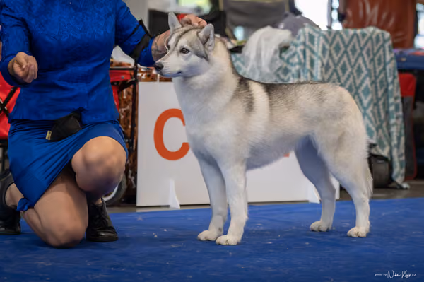INTERCANIS Brno – Husky