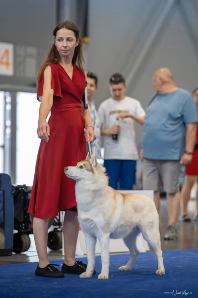 INTERCANIS Brno – Husky