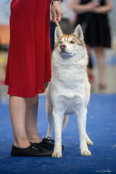 INTERCANIS Brno – Husky