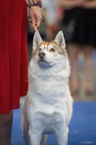 INTERCANIS Brno – Husky