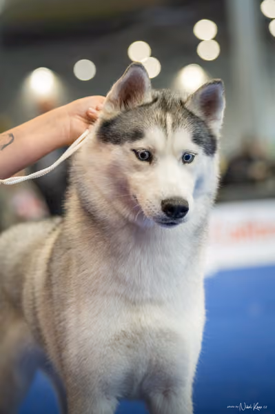 INTERCANIS Brno – Husky
