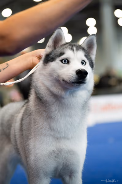 INTERCANIS Brno – Husky