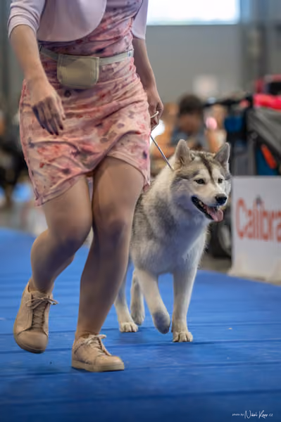 INTERCANIS Brno – Husky