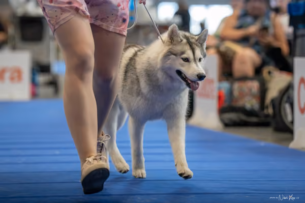 INTERCANIS Brno – Husky