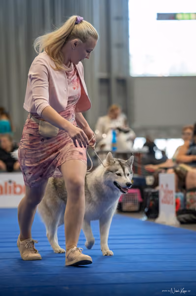 INTERCANIS Brno – Husky