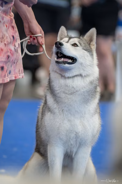INTERCANIS Brno – Husky