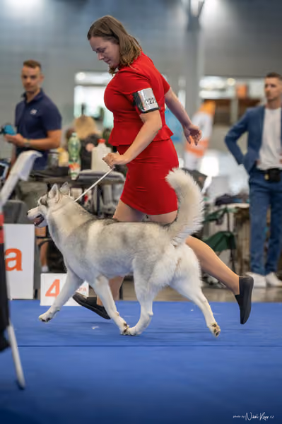 INTERCANIS Brno – Husky