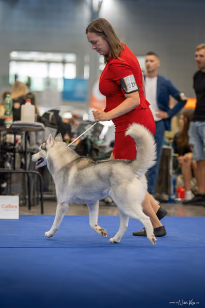 INTERCANIS Brno – Husky