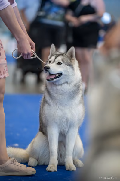 INTERCANIS Brno – Husky