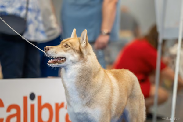 INTERCANIS Brno – Husky