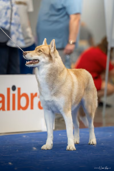 INTERCANIS Brno – Husky