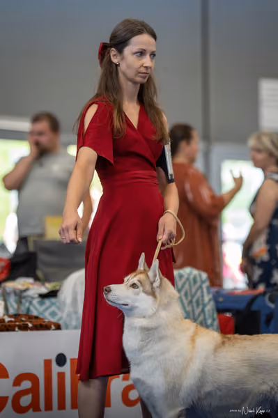 INTERCANIS Brno – Husky