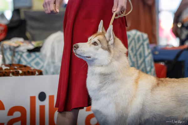 INTERCANIS Brno – Husky