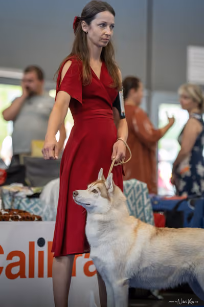 INTERCANIS Brno – Husky