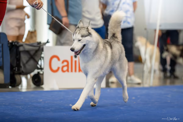 INTERCANIS Brno – Husky