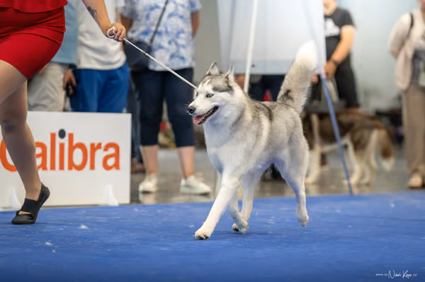 INTERCANIS Brno – Husky