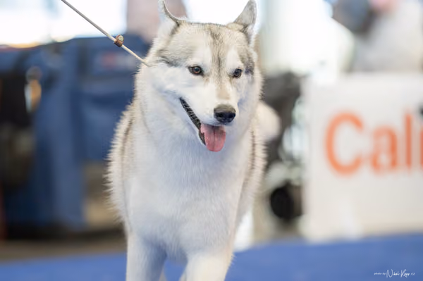 INTERCANIS Brno – Husky