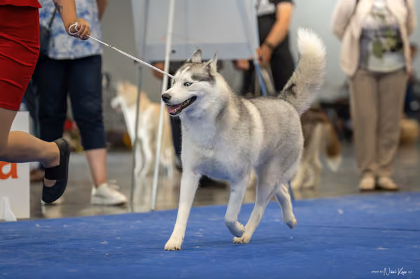 INTERCANIS Brno – Husky