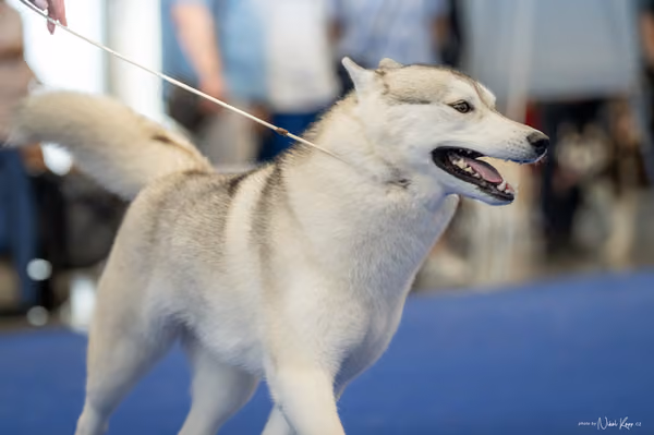 INTERCANIS Brno – Husky