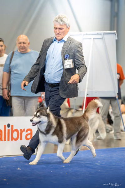 INTERCANIS Brno – Husky