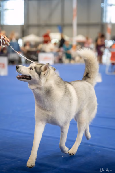 INTERCANIS Brno – Husky
